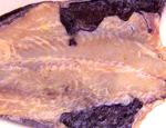 SALTED COD FISH -- OPEN (Sold by the Pound)